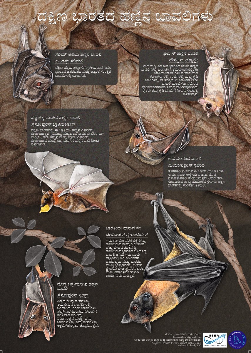 BaheerathanM's tweet photo. Translated content in Kannada
ದಕ್ಷಿಣ ಭಾರತದ ಹಣ್ಣಿನ ಬಾವಲಿಗಳು
ಲ್ಯಾಬೋನಿ ರಾಯ್ ಅವರಿಂದ ವಿವರಣೆ ಮತ್ತು ವಿನ್ಯಾಸ
ಅನುವಾದ: @tejasvi_kv
#KannadaSciComm
#InternationalBatWeek
#Fruit_bats_of_southern_India https://t.co/IfTRm9Y2Md