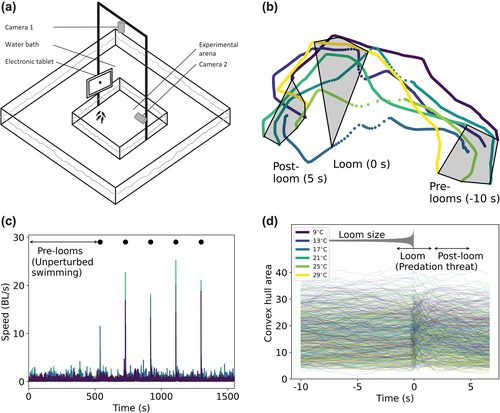 New #fishsci pub I handled as AE at <a href="/Oikos_Journal/">Oikos</a> just out:
'The effect of #temperature on #fish swimming and schooling is context dependent' ($) by Maria Kuruvilla et al asking how climate change may (subtly) affect animal (social) behavior. Cool stuff!
onlinelibrary.wiley.com/doi/10.1111/oi…