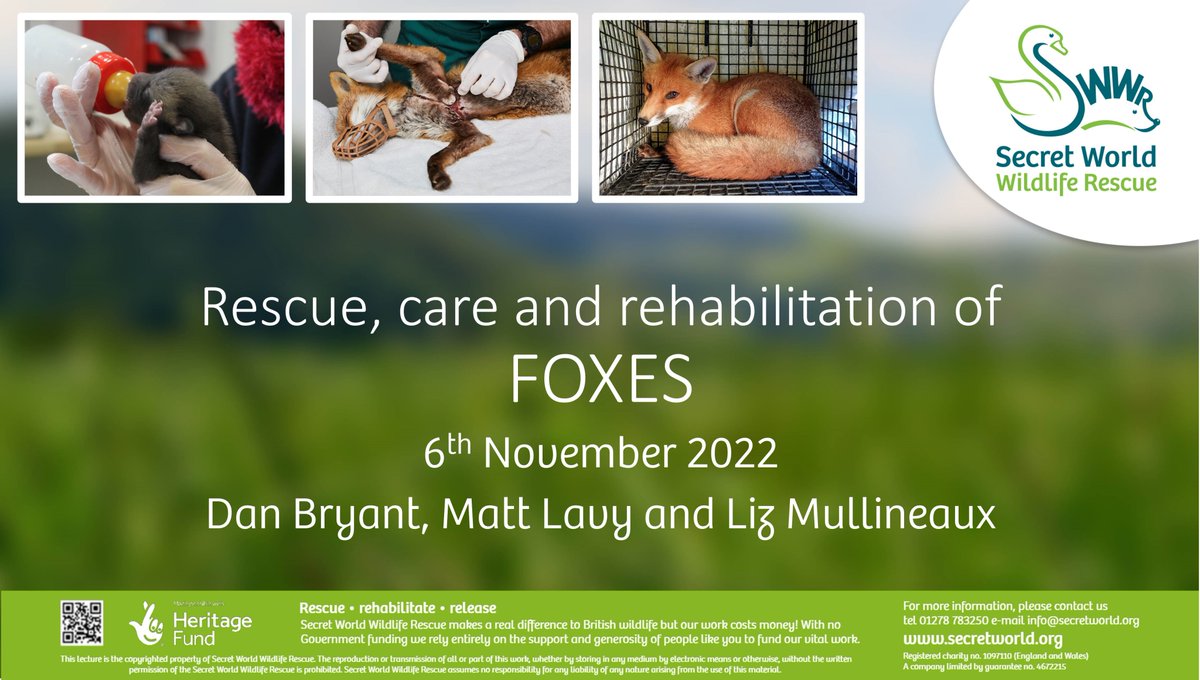 📢BOOK NOW📢 There's still time to book onto the course we're this weekend. Rescue, care and rehabilitation of foxes 📅Sunday 6th November 10am-2pm Can't attend live? Purchase a ticket and you'll receive a recording of the course afterwards. secretworld.org/event/rescue-c…