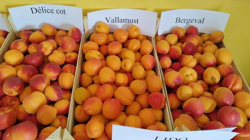 La Wallonie est-elle le nouvel eldorado de l'abricot ? #abricot #fruiticulture #fruits 
sillonbelge.be/9967/article/2…