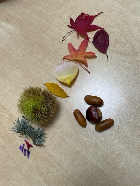 Sharing some autumnal treasures today😀🌈🍂🍃 Our service users enjoyed coming together for a mindful walk in a local garden, connecting with the beautiful scenery and collecting items of the colours of the rainbow #dementia #therapy #nature #mentalhealth