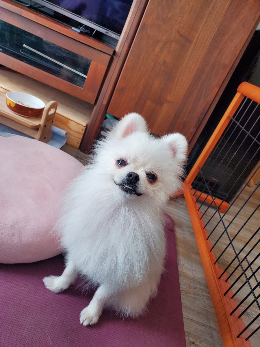 pom_komugico's tweet image. 犬の日！

#ポメラニアン　#犬の日　#ニッ