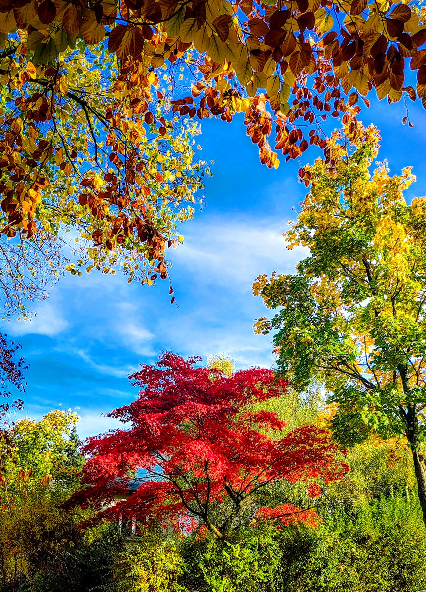 ivan4ova's tweet photo. #Hamburg #germany #nature #natureinfocus #natureinthecity #natureisbeautiful #naturelover #natureshots #exploretheworld #earth #bhfyp #autumn #autumnvibes #autumncolors #autumnweather #photography #photo #ThePhotoHour https://t.co/2HDKNXCFPl
