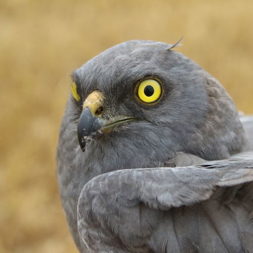JNCC_UK's tweet photo. The Rare Breeding Birds Panel (RBBP), funded by JNCC, @_BTO & #RSPBScience, reveals how 101 rare & scarce native species are doing in the UK. The 2020 @ukrbbp report is out.
Find out more: https://t.co/gM66r9k55W
Report summary https://t.co/5rj4SIiIx1
Image: @ Mark Thomas https://t.co/EDi0vjO5V4