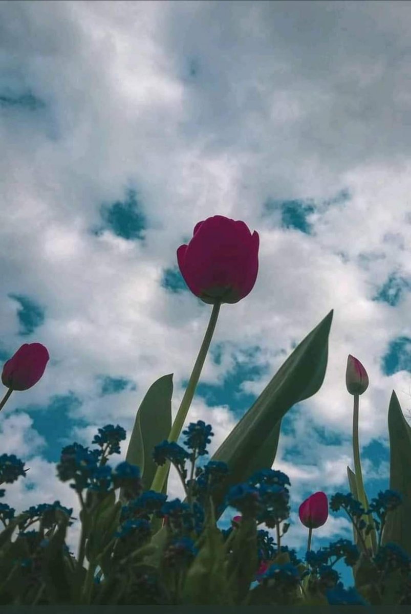 علىٰ قَدْرِ إيماني بربِّي.. أُوَفَّقُ،
وما كلُّ ما يرجو الفتىٰ.. يَتَحَقَّقُ

رضيتُ بأمرِ اللهِ في المَنعِ والعَطا،
فكلُّ الذي يَقضيهِ.. خيرٌ مُحَقَّقُ🤲