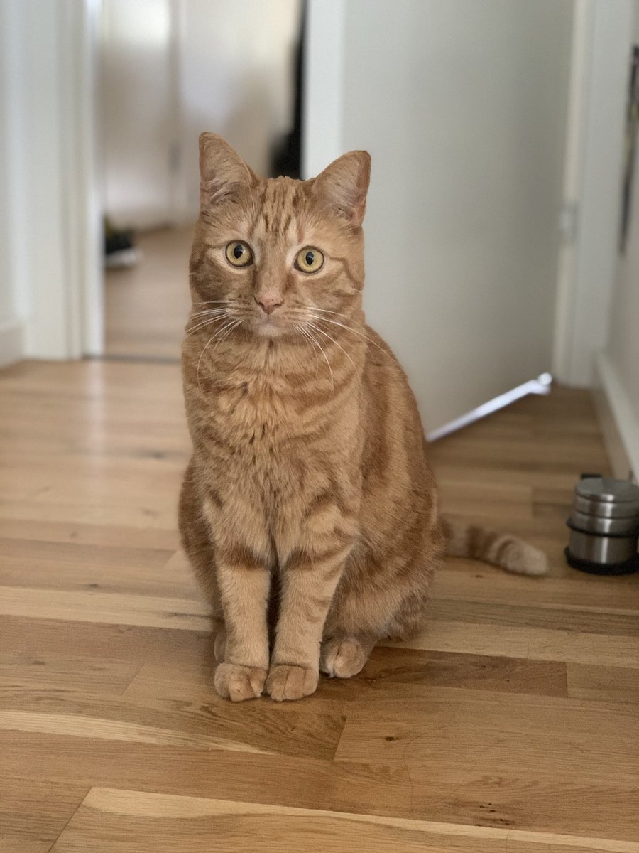 Anna8Sofia's tweet photo. Cat entered the room #cat #ginger #gingercat #sofia #CatsOnTwitter https://t.co/Y7az6RHqIi