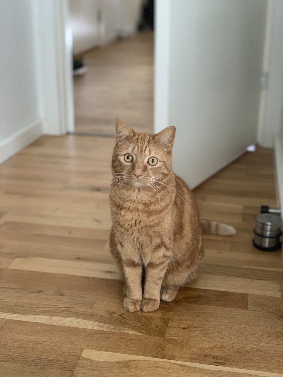 Anna8Sofia's tweet photo. Cat entered the room #cat #ginger #gingercat #sofia #CatsOnTwitter https://t.co/Y7az6RHqIi
