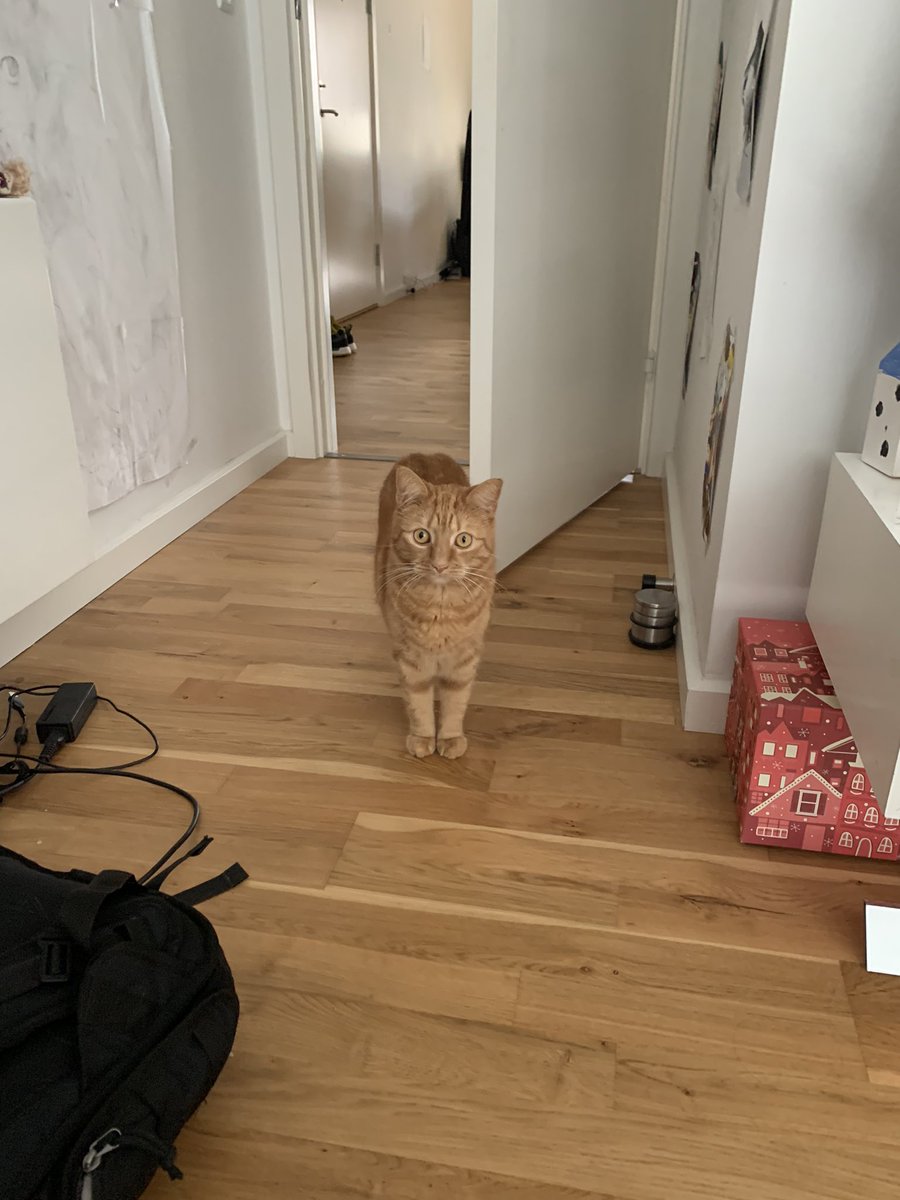 Anna8Sofia's tweet photo. Cat entered the room #cat #ginger #gingercat #sofia #CatsOnTwitter https://t.co/Y7az6RHqIi