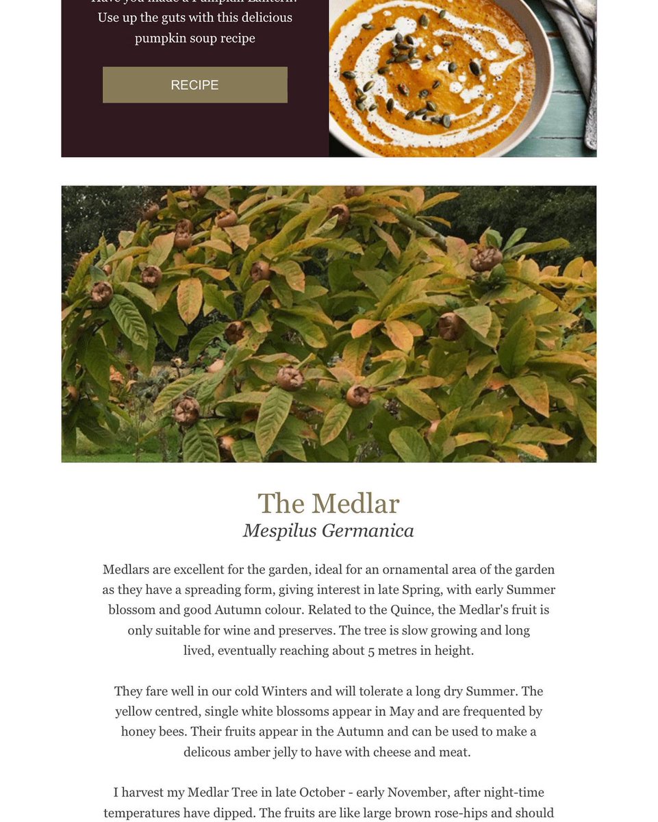 EnglishOutdoors's tweet photo. October Nature Notes is out https://t.co/jr5GAxOjyn learn about Medlars, find out what a Mast Year is, look out for Winter Finches, with book and recipe recommendations… #naturelovers #naturenotes @WoodlandTrust @_BTO https://t.co/2yDILIcJ1N