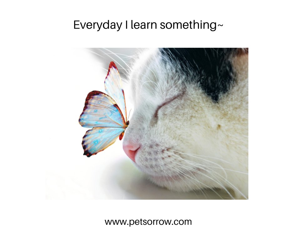 Every day that I hurt my grief teaches me important lessons. I deserve to be treated gently and to be given time to mourn. This is how I will recover. I deserve to recover, and I know in time my heart will hurt less and I will feel love again 🦋 

#petlossgrief