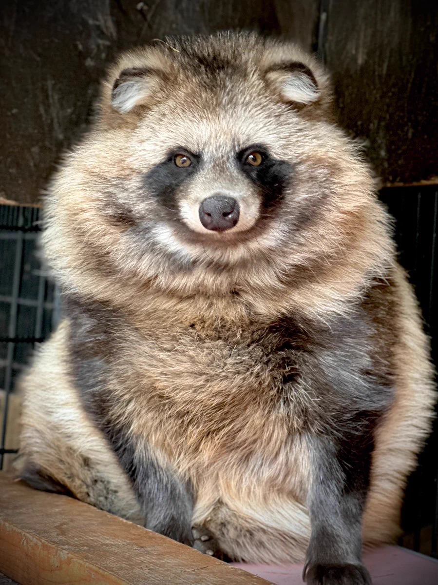 たぬき おびひろ動物園［公式］ on X: 