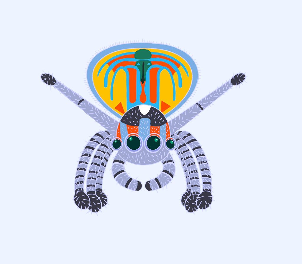 CharityESchmidt's tweet photo. I am not sure what do now that #frightfall2022 is over .  I guess I can share some of my last year's drawings . This a Peacock spider. https://t.co/uXbI237io3