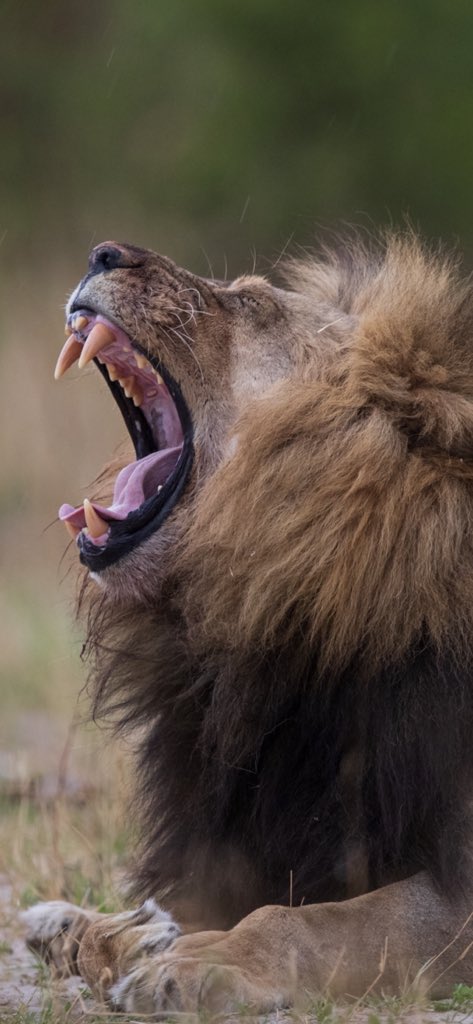 So early in the week and this is how I already feel #hwangelions #lionsofhwange