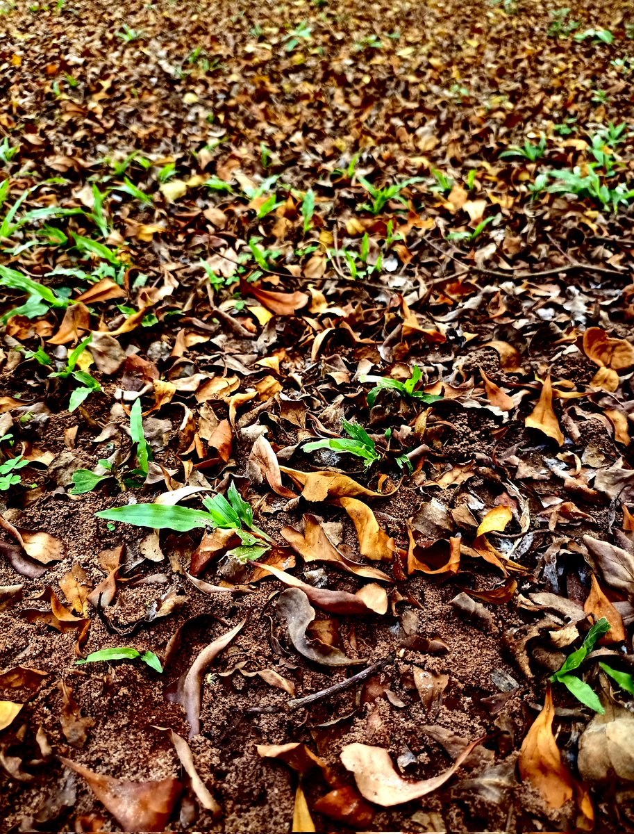 nftpeterpete's tweet photo. My 6th Entry 
Weeds are flowers too , once you get to know them. 
@ScalesNFT @itsannajudd
#makeeverythingart https://t.co/1B4LwHuwA4