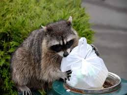 MISSING: A sarcastic raccoon , male 
 Description: Humiliated, optimistic, and easily offended 
 Last seen: searching for the meaning of life with Shia LaBeouf  
 If found, please return to the Edinburgh Zoo. https://t.co/0fmExD7aUb