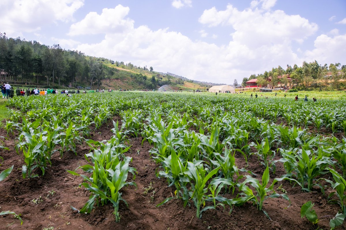 Ministry of Agriculture & Animal Resources |Rwanda tweet media