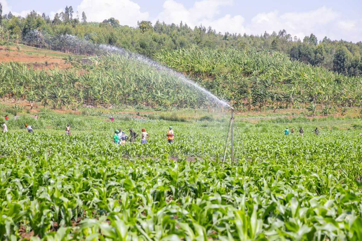 Ministry of Agriculture & Animal Resources |Rwanda tweet media