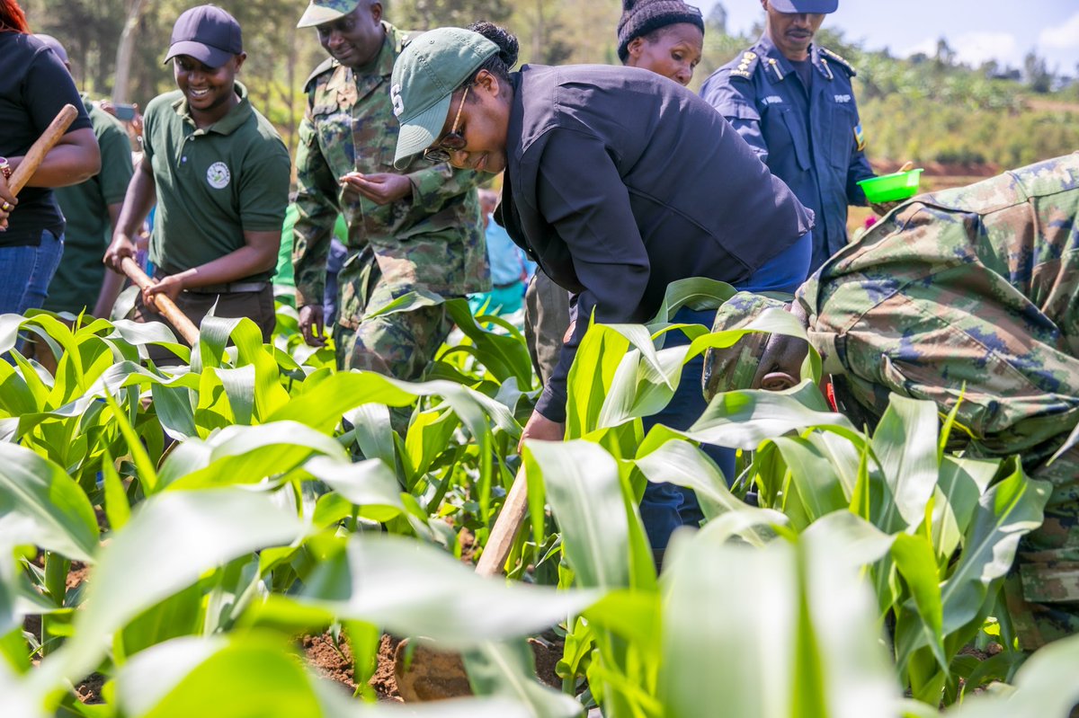 Ministry of Agriculture & Animal Resources |Rwanda tweet media