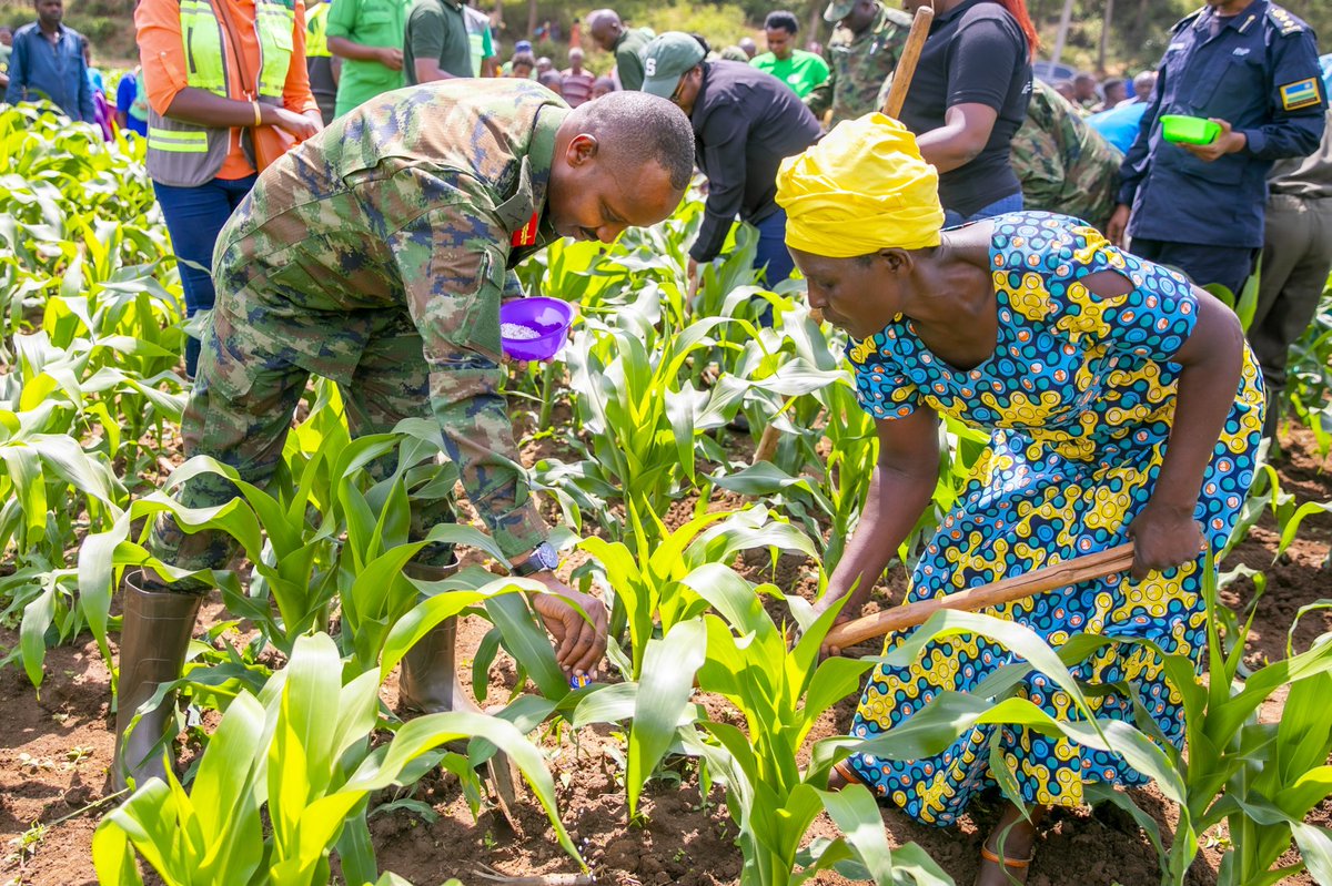 Ministry of Agriculture & Animal Resources |Rwanda tweet media