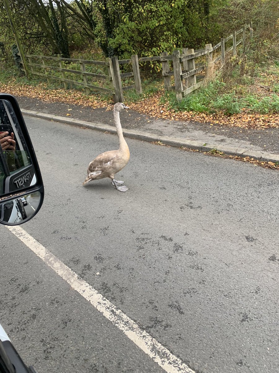 Traffic chaos this morning. Was in no rush to get to its destination.