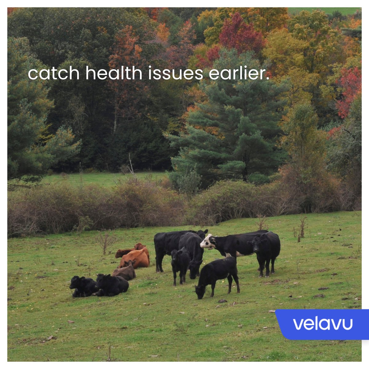 velavu_tech's tweet photo. With winter around the corner, our sensors can help you keep an eye on your livestock's environmental conditions to avoid cold-related health concerns.
#techtuesday #agtech #farming #agriculture #livestock #RTLS #trackingmadesimple #cattletracking #environmental https://t.co/aCJfYNyYyo