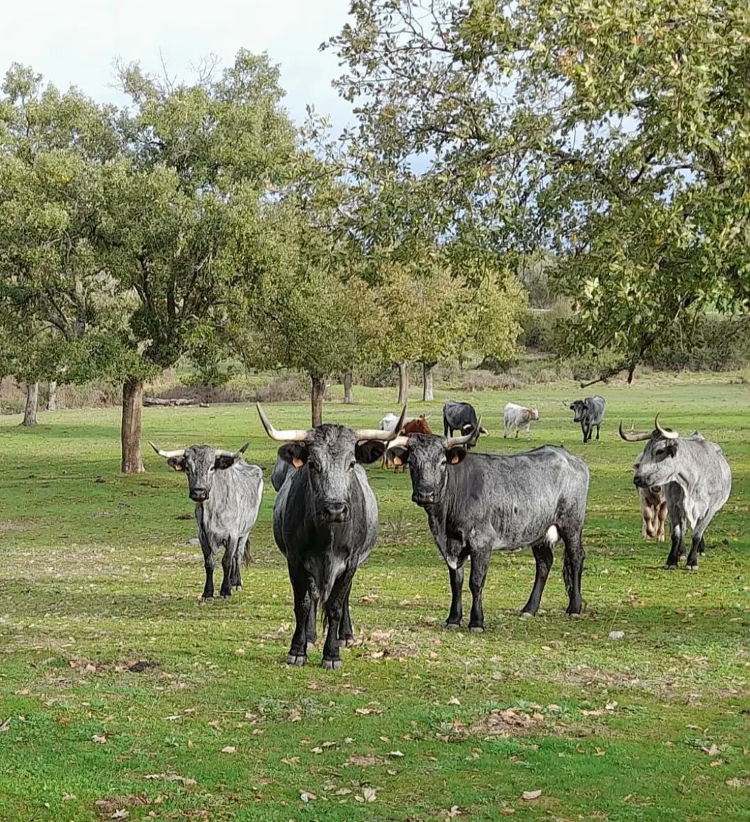 RazaMorucha's tweet photo. El campo empieza a verdear.
Parece que por fin este fin de semana las lluvias han llegado de manera más generalizada. 👏👏
Ganaderia morucha @eduardo.martin.357
#morucha
#autoctona100%
#lonuestro
#carnedecalidad
#ganaderiaextesiva https://t.co/PTuaxSFsqw
