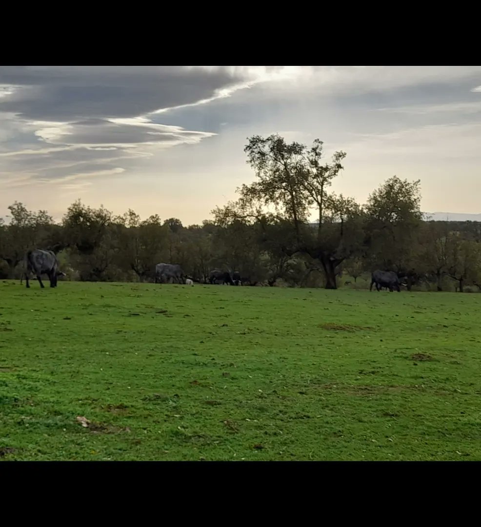 RazaMorucha's tweet photo. El campo empieza a verdear.
Parece que por fin este fin de semana las lluvias han llegado de manera más generalizada. 👏👏
Ganaderia morucha @eduardo.martin.357
#morucha
#autoctona100%
#lonuestro
#carnedecalidad
#ganaderiaextesiva https://t.co/PTuaxSFsqw