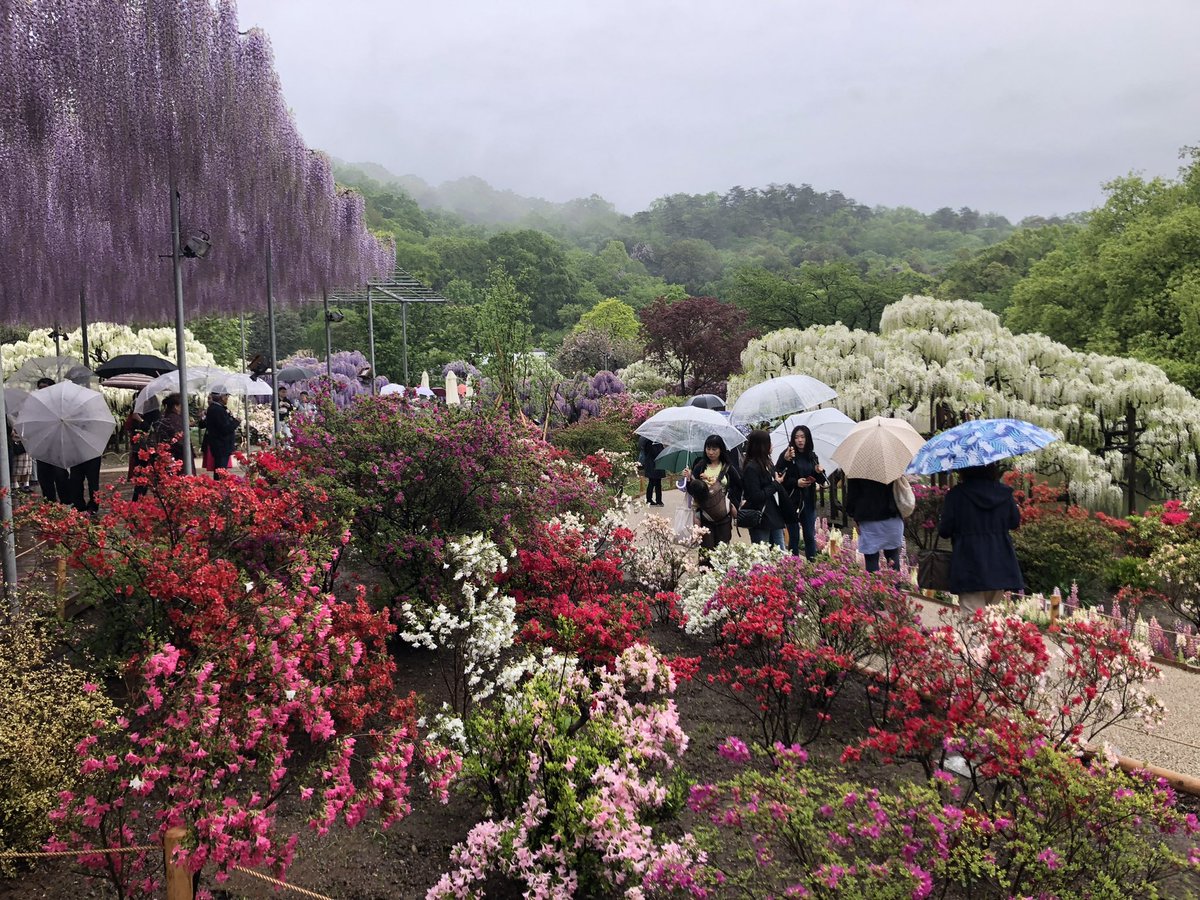 takoshimaru8's tweet photo. 本垢でやってたやつの続き
2019年4月、栃木
平成と令和の狭間の神GW、平成最後の2日は高校の友達と栃木へ。楽しかった。
大谷採石場は今のスマホでもう1回行きたい。あしかがフラワーパークは時期は完璧だったけど天気が残念だった。 https://t.co/J5hwBx8yue