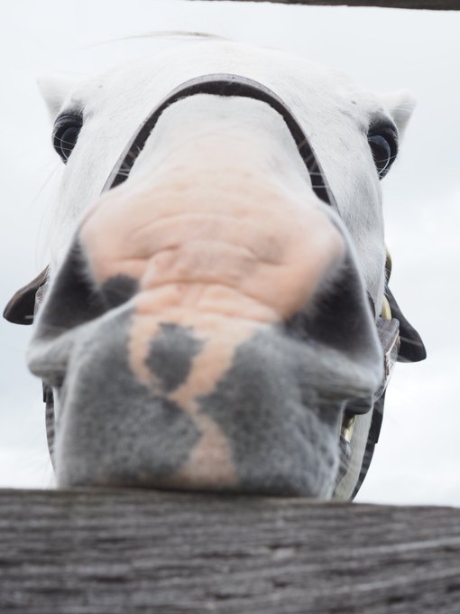 コスプレイヤー琥珀のTwitter画像16