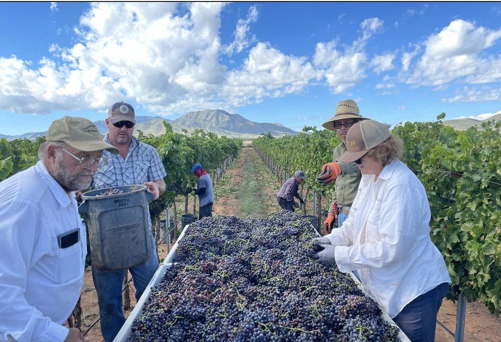 azfb's tweet photo. In September, our wine-grape growers were harvesting their grapes. While the 2022 harvest year had its challenges, we know it will be a great-tasting #AZwine! Here the Grahams of Cochise County are harvesting with the crew. 80% of #AZ wine grapes come from Cochise County. https://t.co/eMHpK8Mq2Y