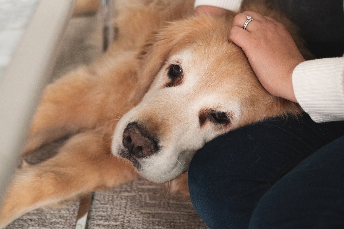 nutram's tweet photo. November is National Senior Pet Month. Cherish the time you have with your pet. Treat them well, feed them well, and reap all the love they have to give, in the time you have together.
#nutram #nationalseniorpetmonth #pets #dogsofTwitter https://t.co/EicLIENRU3
