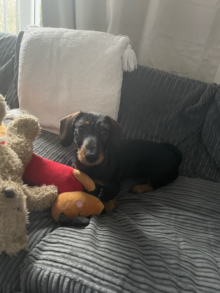 Jackonaylor1's tweet photo. @SenseiCarl_ Mini dachshund called miles https://t.co/40ON1598ha