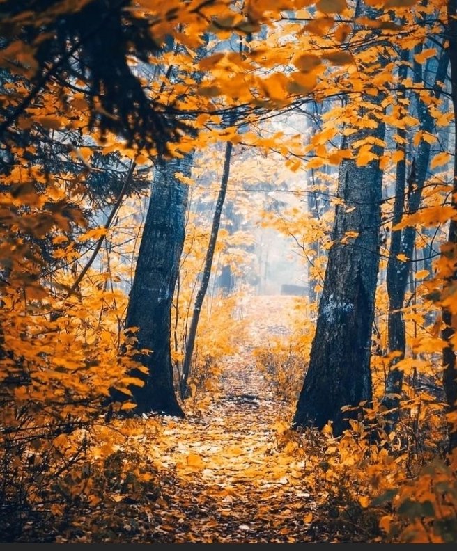 GAP-ORGANIC tweet media