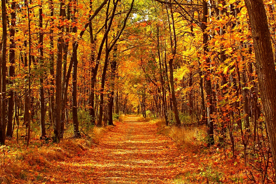 saylor's tweet photo. November is a good month to walk the orange path. #Bitcoin https://t.co/9Dc9gSWp77