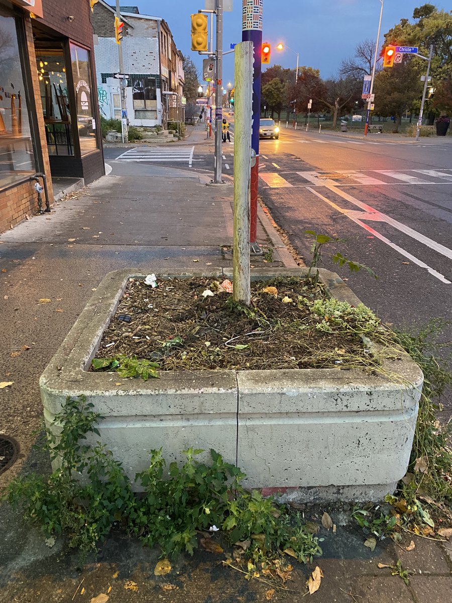 #topoli How it started (left, rendered reality); how it's going (right, real reality). A short thread on the nasty, brutish and short life of Toronto street trees, and why we need to think differently about them. 1/n