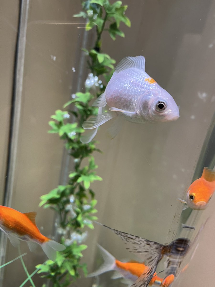 Well Lane Primary tweet media