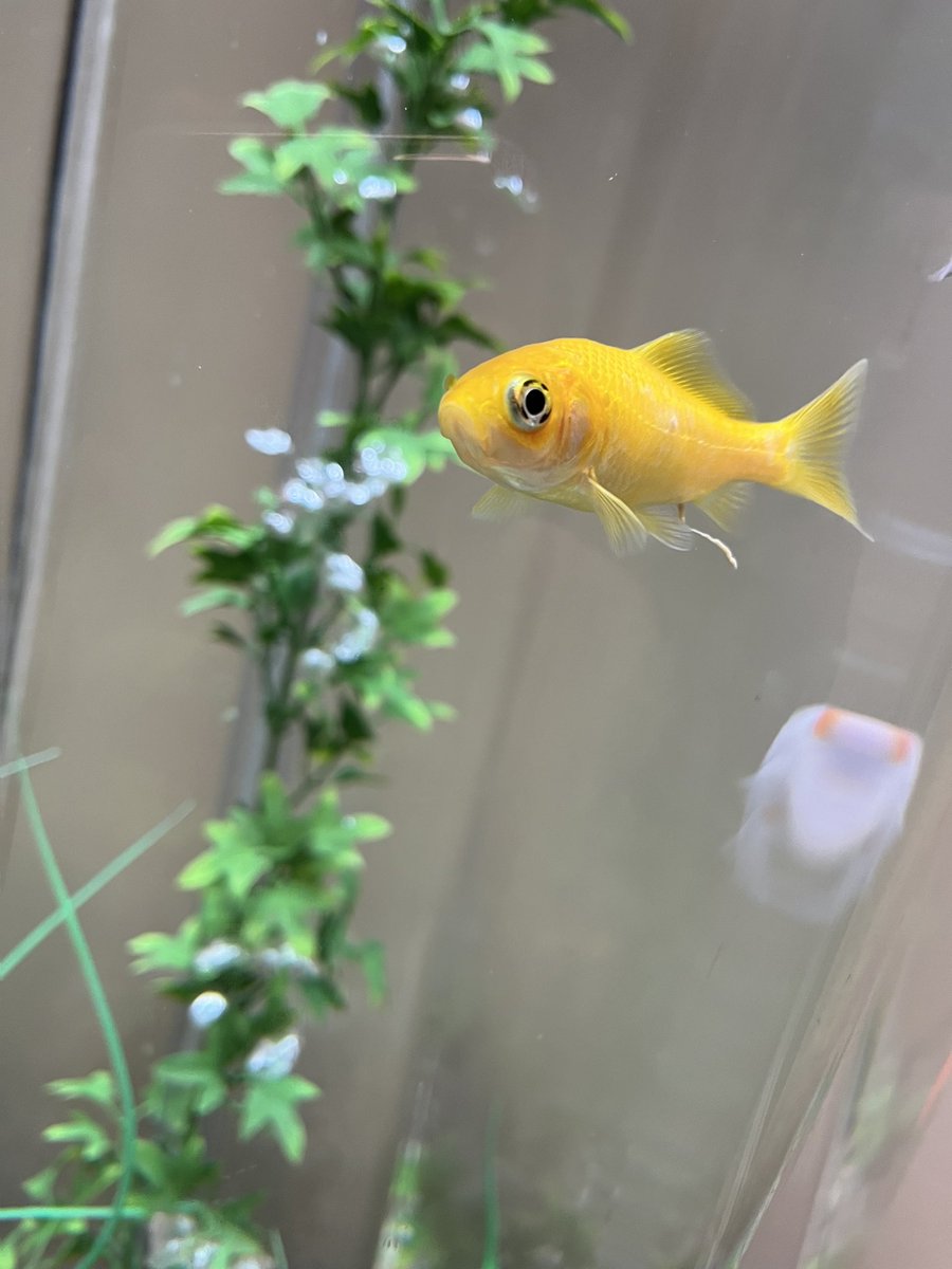 Well Lane Primary tweet media