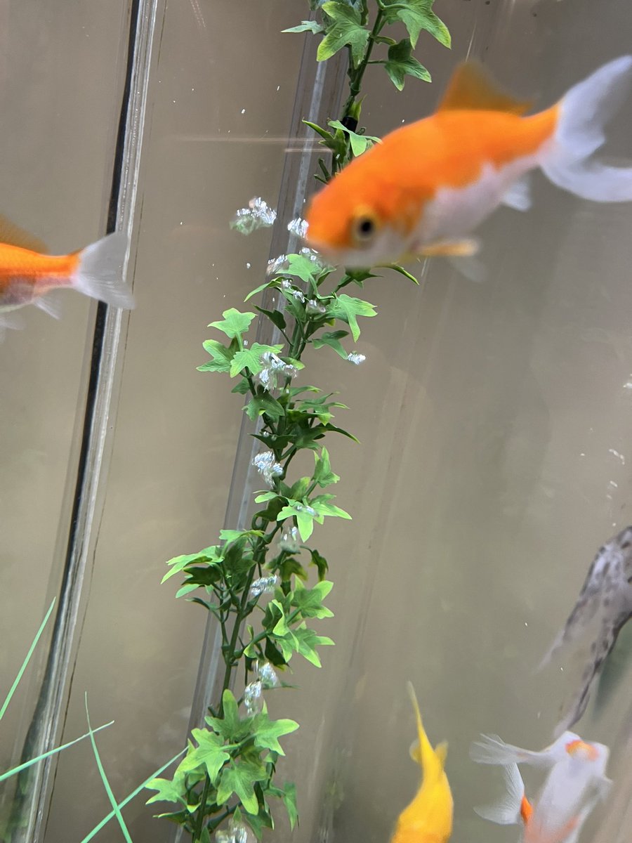 Well Lane Primary tweet media