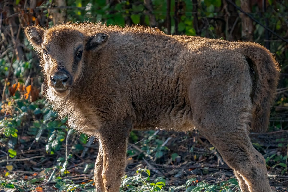 A close up with @WildwoodTrust newest member of the Bison herd 📸 by Chris Crouch for our Issue 0 #bison #britishwildlife #restoration #rewilding #rewildingbritain #naturelovers #wildlifephotography #conservationconversation