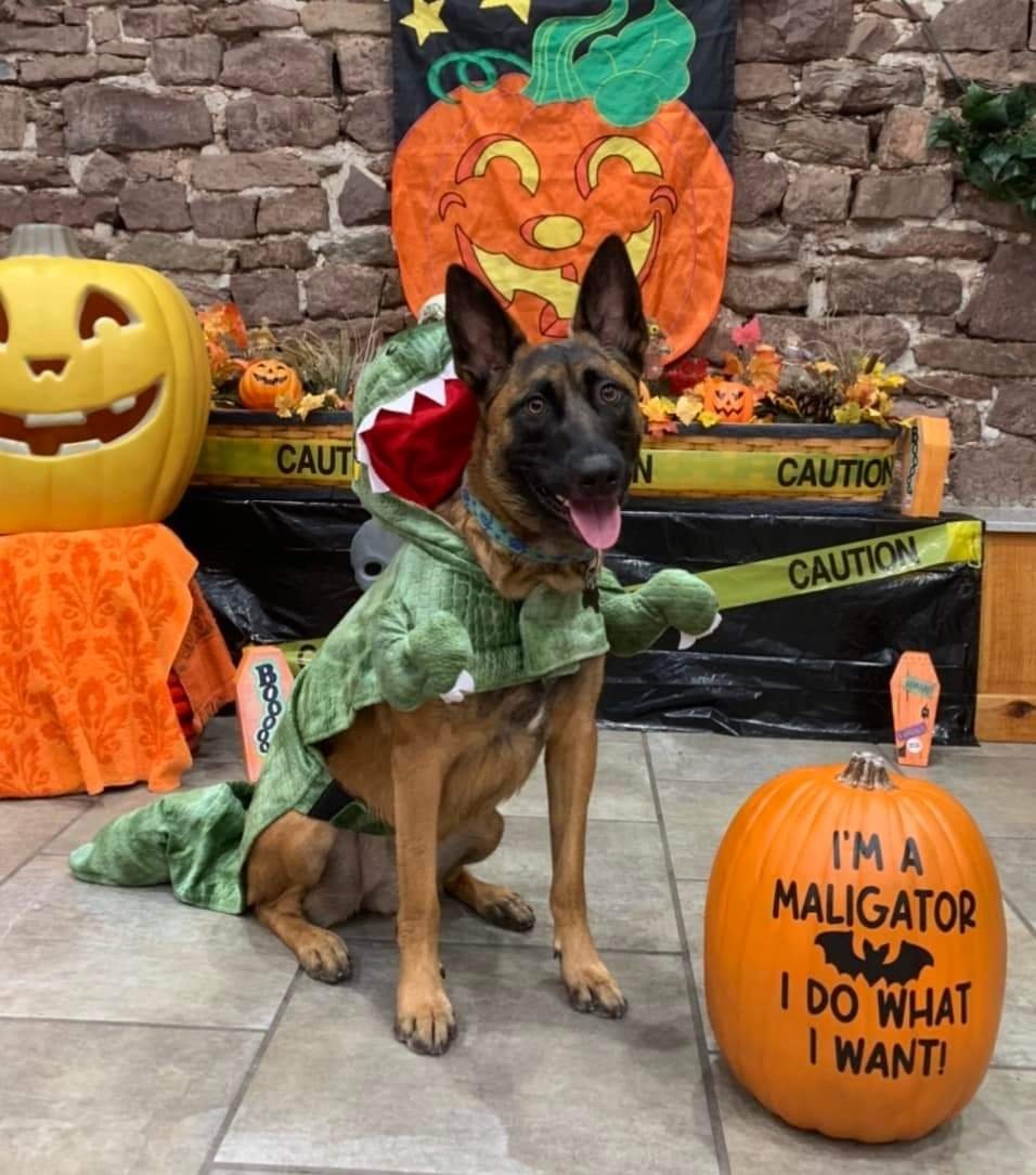 wherwegoin's tweet photo. Mila the Maligator watches #fox29goodday  #malinois https://t.co/UqFyyG1MLd