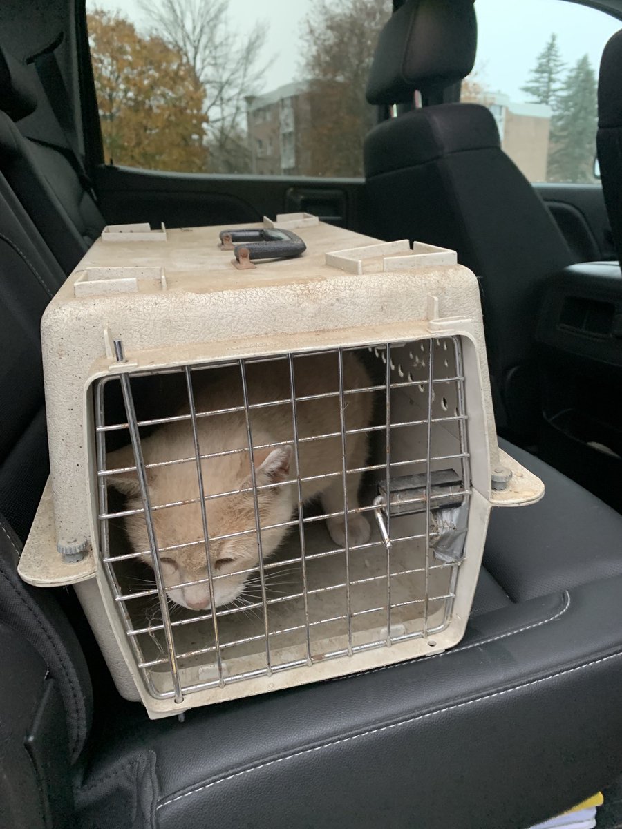 Country cat goes to the city. Dixie the <a href="/HarvexAg/">Harvex Agromart Inc.</a> warehouse cat and head of rodent control makes her annual trip to Brockville to see the vet. Vet says she’s in excellent shape. Must be all that mouse catching and clean country air.