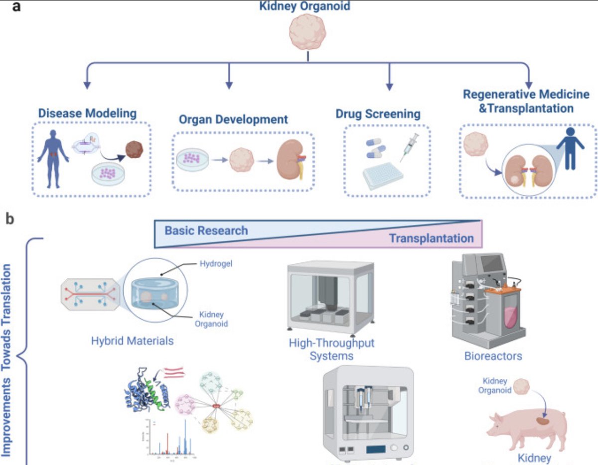 DukeKidney's tweet photo. New from @ProfSamiraMusah @MusahLab

Translating Organoids into Artificial Kidneys

https://t.co/8gjl2x1J05 https://t.co/5S8WPXuXr9