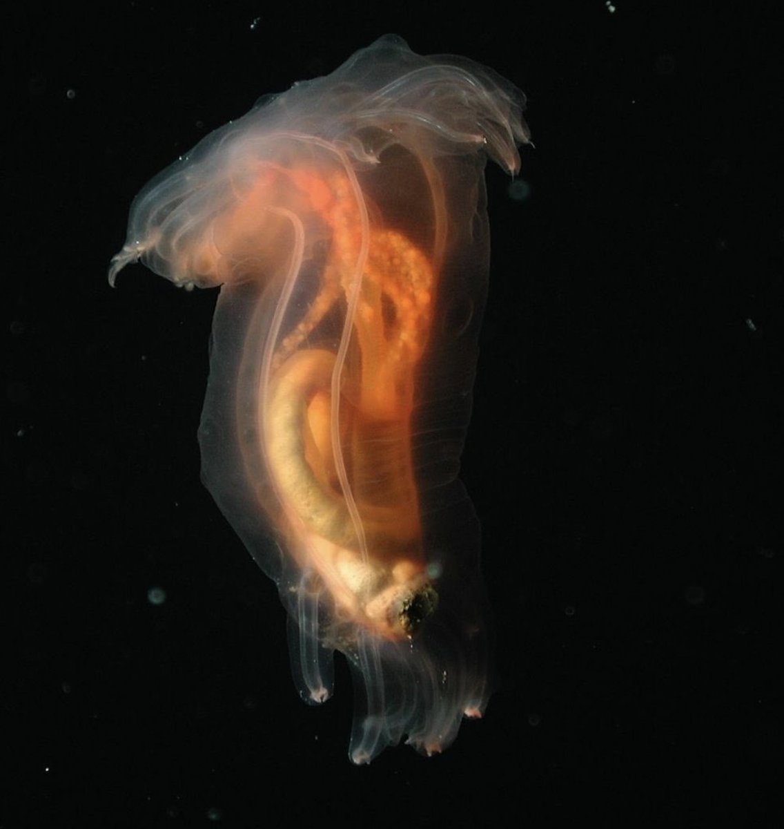 “Creatures in the ocean are beyond anything humans have been able to imagine.”⁠– Dr. Sylvia Earle⁠

📸: <a href="/mbari_news/">MBARI</a> - Sea cucumber, Peniagone sp., ordinarily found 3000 meters below the surface in the depths of the ocean, spotted swimming in Monterey Canyon, California