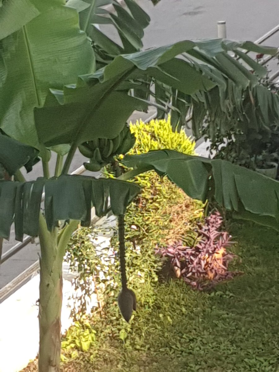 💜Happy Tuesday to all💜
♦️Have an amazing and colorfully day to all♦️
🤗Bananas coming soon 🥰