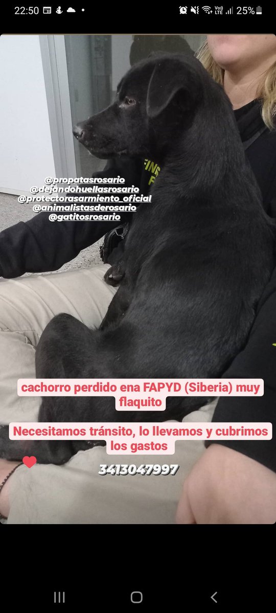me ayudan a encontrarle un tránsito? tiene 1 añito y es un amor, necesita un hogar🥺 en Rosario