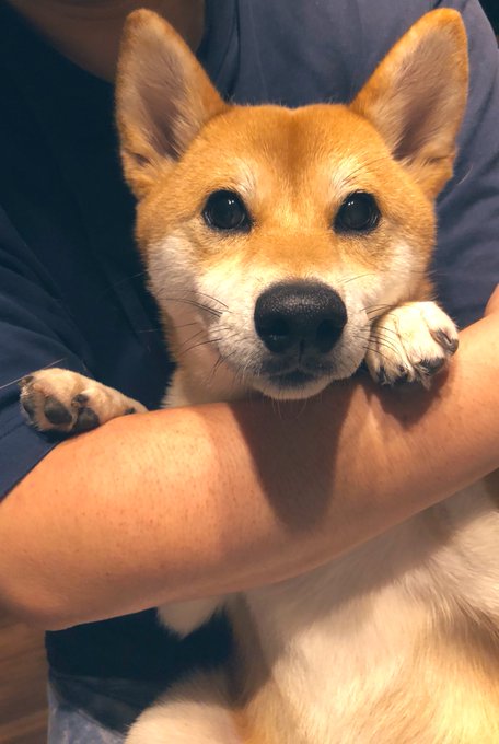 柴犬大好きのtwitterイラスト検索結果