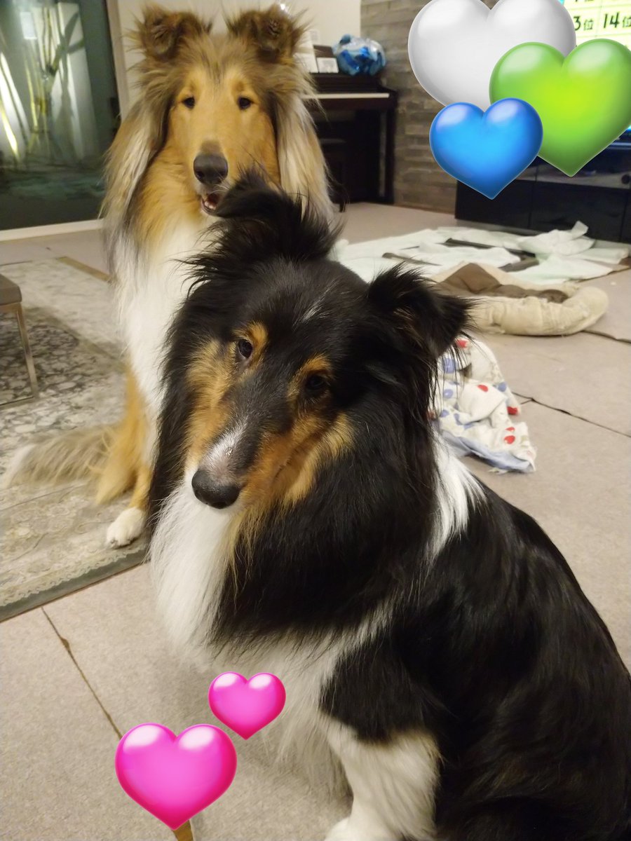 今日から11月。。
弟くんの不在ももうすぐ１ヶ月😭💦💦    やっぱりまだ寂しそうな表情ですね   早く会いたいね💗  
#イヌの日 #いぬの日  #ワンワンワンの日  #わんわんわんの日