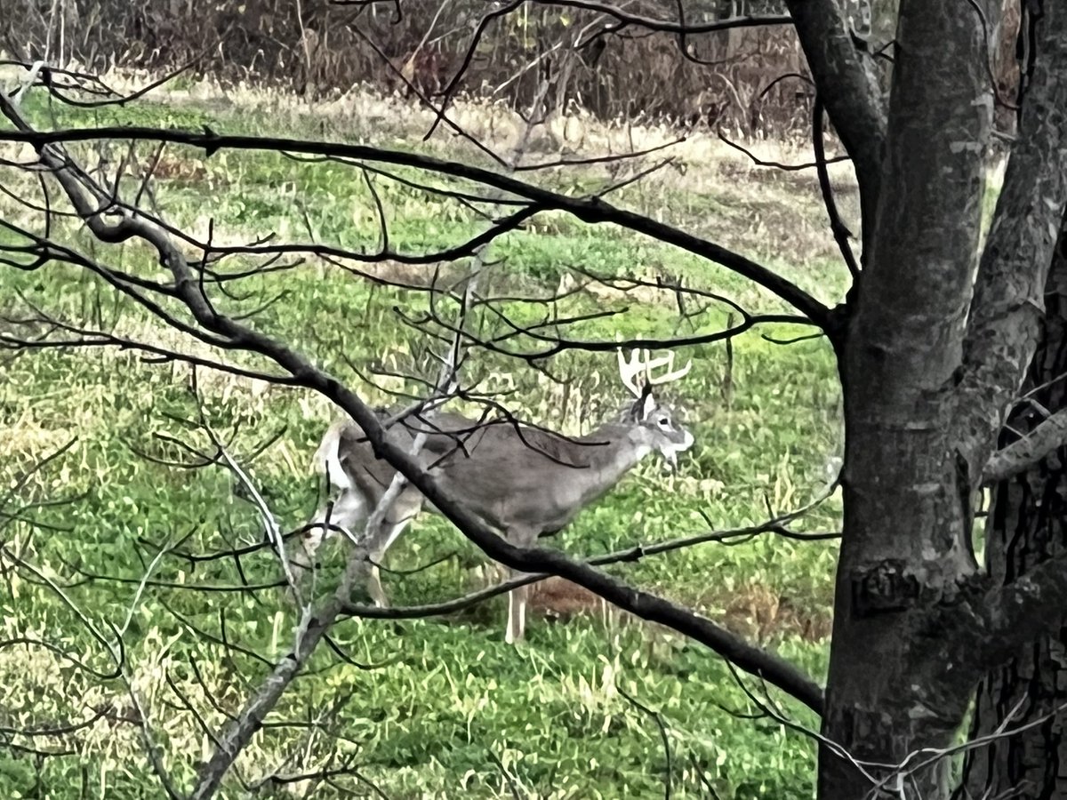 Sgt_Solocam's tweet photo. First night of my #rutcation. Small buck with a completely broken and hanging lower jaw. Awful. I was praying he came closer. I’ll definitely tag him to end his suffering. Nature is cruel https://t.co/izmHl5049T