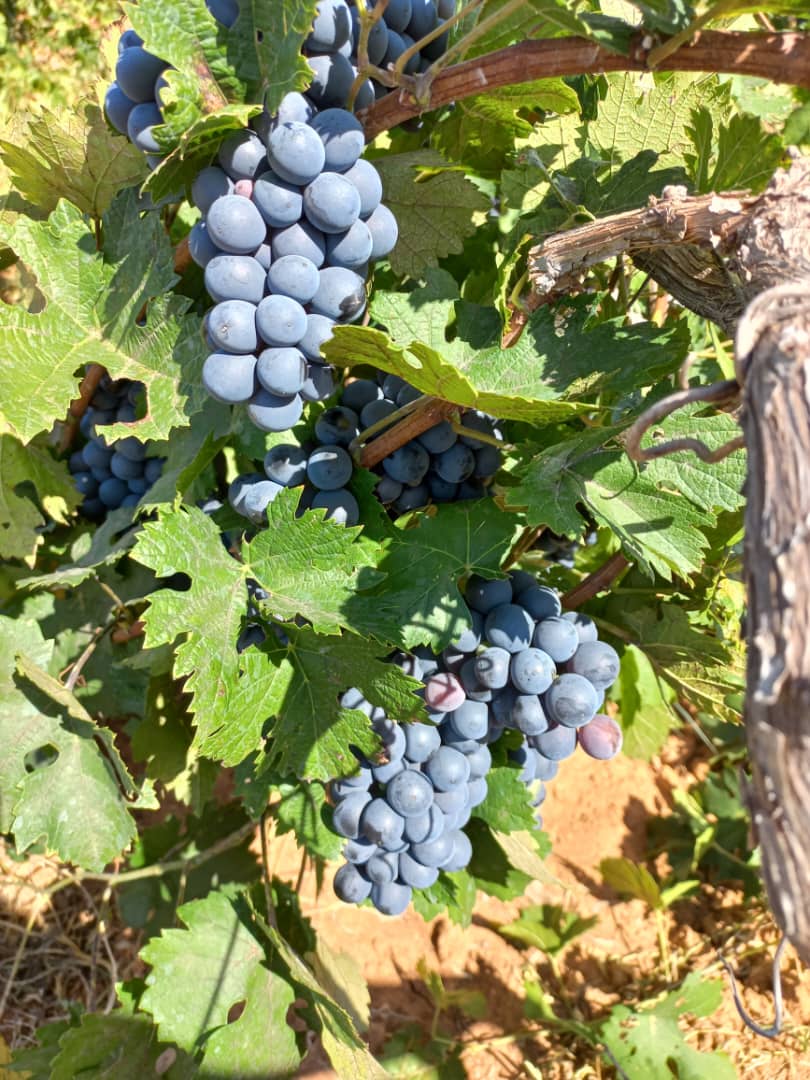 mazaohub's tweet photo. Mazao Hub has modules to make accurate yield predictions to enhance #farming #efficiency with the help of #agribots and #AI technologies to significantly propel the progress of the #agriculture sector in Africa
#agribusiness #farmmanagementsoftware #farmmanagement #mazaohub https://t.co/iwFe0waZ7D