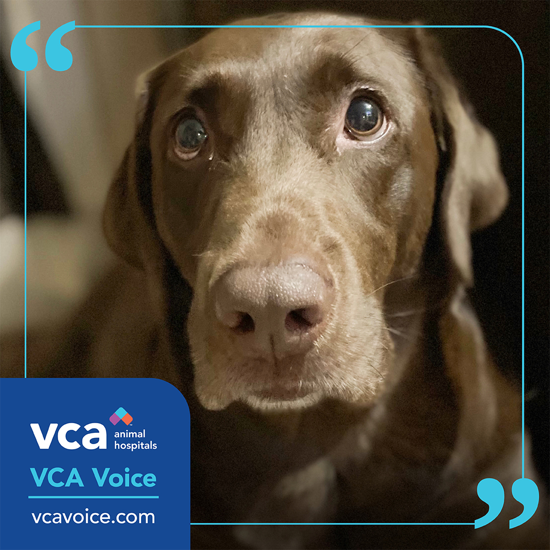vcapethealth (@VCAPetHealth) / Twitter vcapethealth (@VCAPetHealth) / Twitter